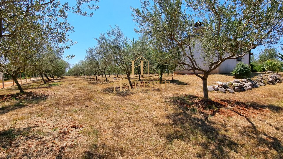 Umag, Olivenplantage 4.573m2 mit 2 kategorisierten Gebäuden 59m2