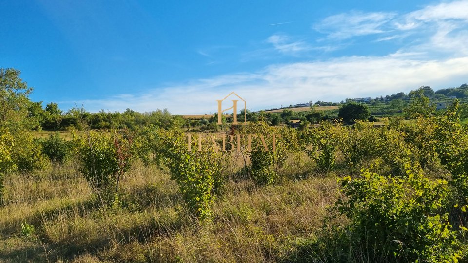 Motovun, poljoprivredno zemljiste 4218m2, pogodno za vinograd