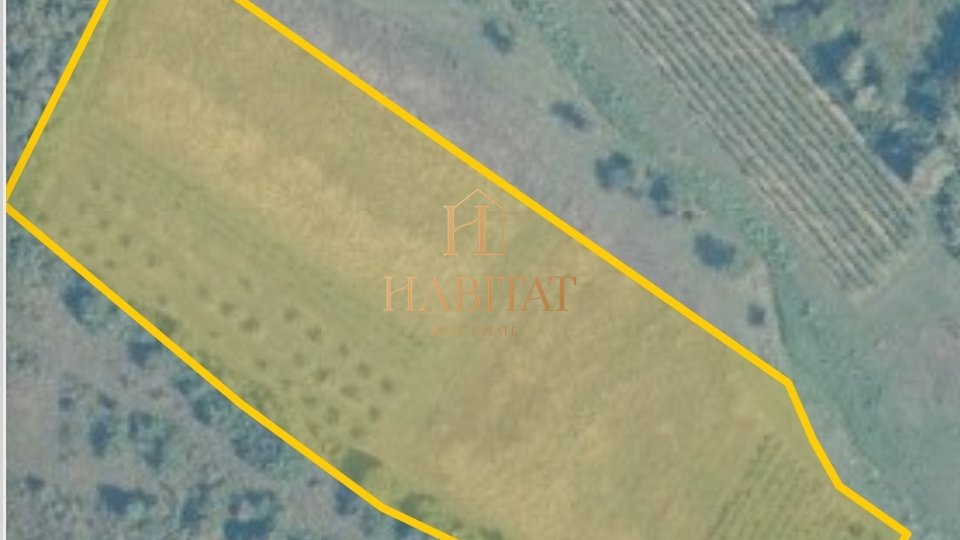 Land, 14858 m2, For Sale, Buje