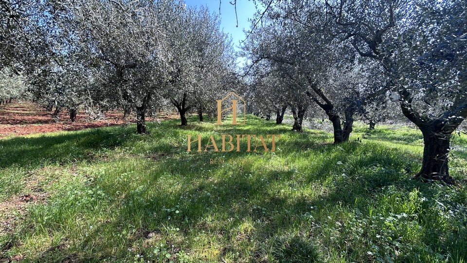 Istria, Novigrad,  1799m2, 50 old olive trees