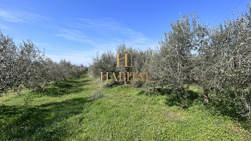 Istrien, Novigrad, Olivenplantage , 1799m2, 50 alte Olivenbäume
