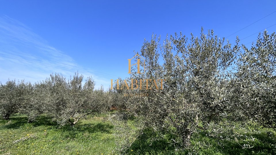 Istria, Novigrad,  1799m2, 50 old olive trees