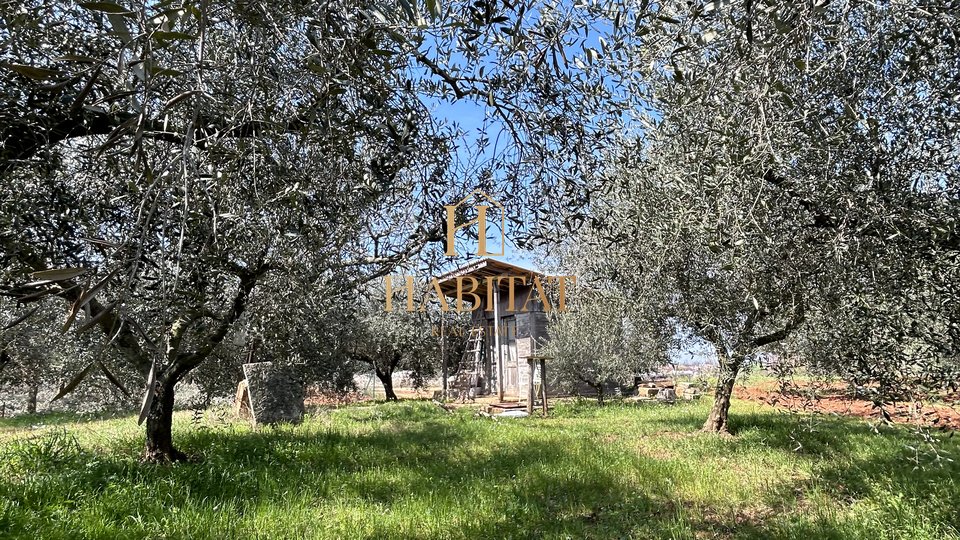 Istrien, Novigrad, Olivenplantage , 1799m2, 50 alte Olivenbäume