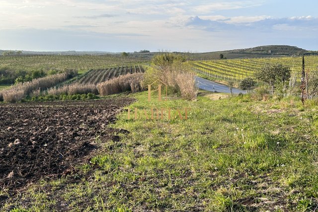 Istrien, Buje, landwirtschaftlich 13.858 m2, geeignet für einen Olivenhain oder Weinberg