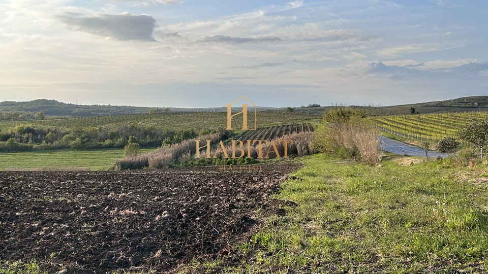 Istrien, Buje, landwirtschaftliches Grundstück 30.484 m2, geeignet für Olivenhaine oder Weinberge