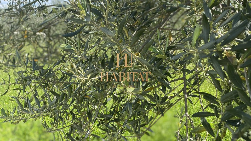 Istrien, Nova Vas, Cancini, Olivenhain, 2002 m2, 60 Olivenbäume