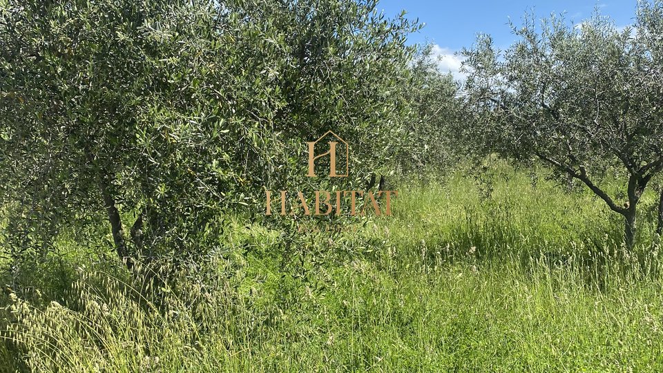 Истрия, Нова Вас, Канчини, оливковая роща, 2002 м2, 60 оливковых деревьев