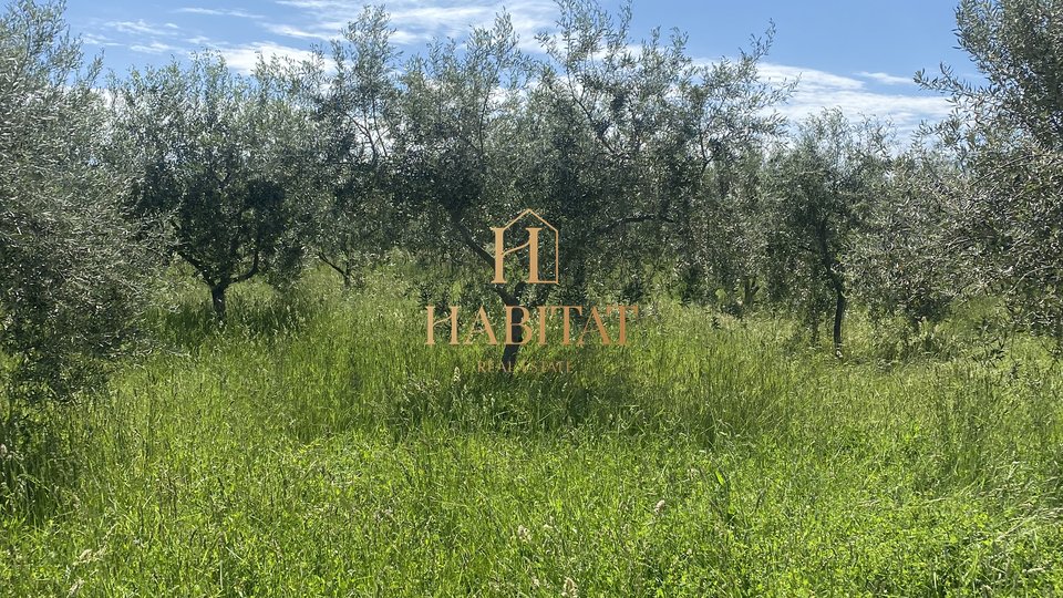 Istria, Nova Vas, Cancini, olive grove, 2002 m2, 60 olive trees