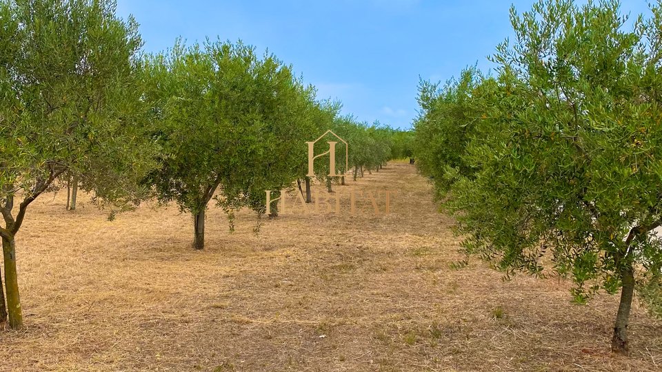 Истрия, Нова Вас, Канчини, оливковая роща, 2002 м2, 60 оливковых деревьев