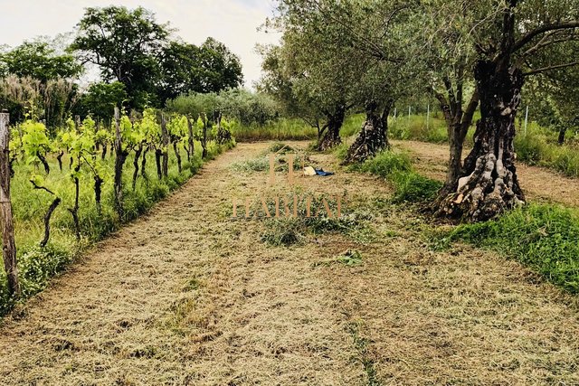 Istria, Brtonigla, olive grove, vineyard, 5281m2